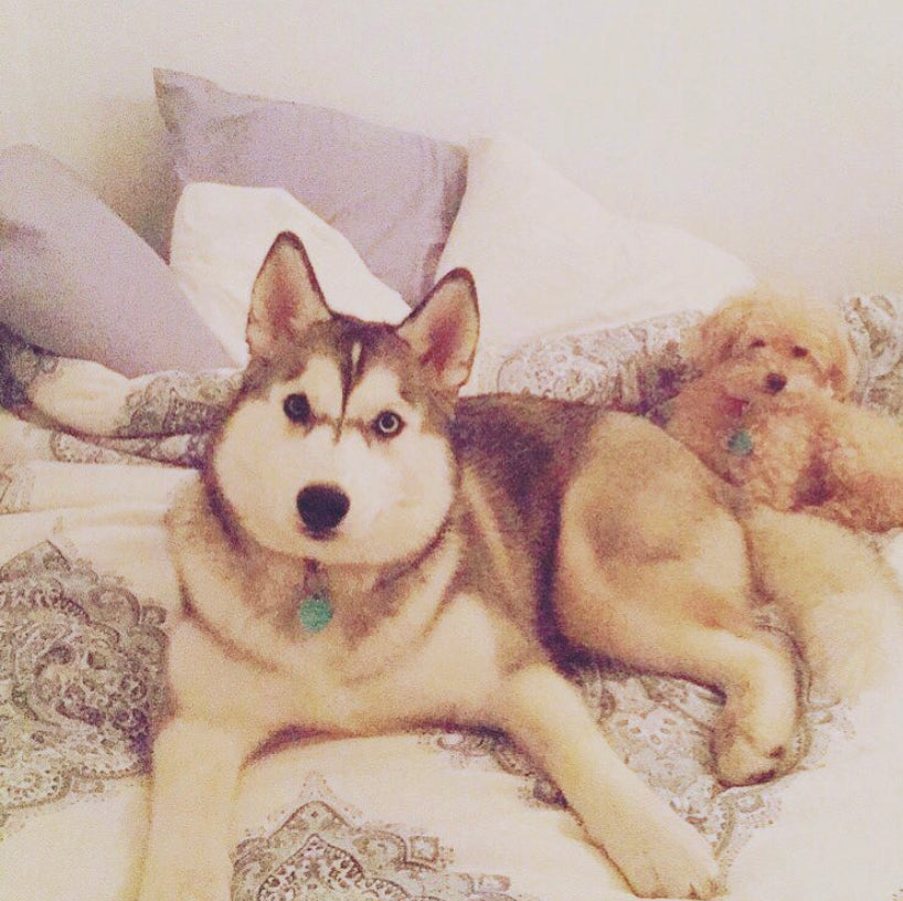 Dogs, Pets as best friends, Husky, Poodle