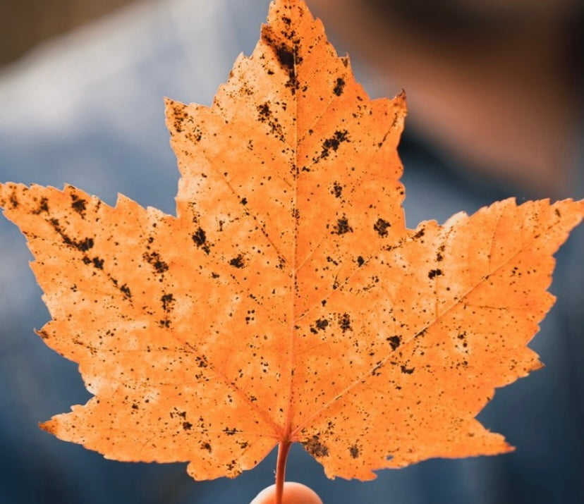 Embrace Natural Beauty and Wellness: A Canadian Thanksgiving Tradition