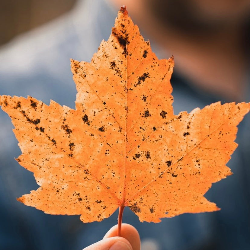 Embrace Natural Beauty and Wellness: A Canadian Thanksgiving Tradition