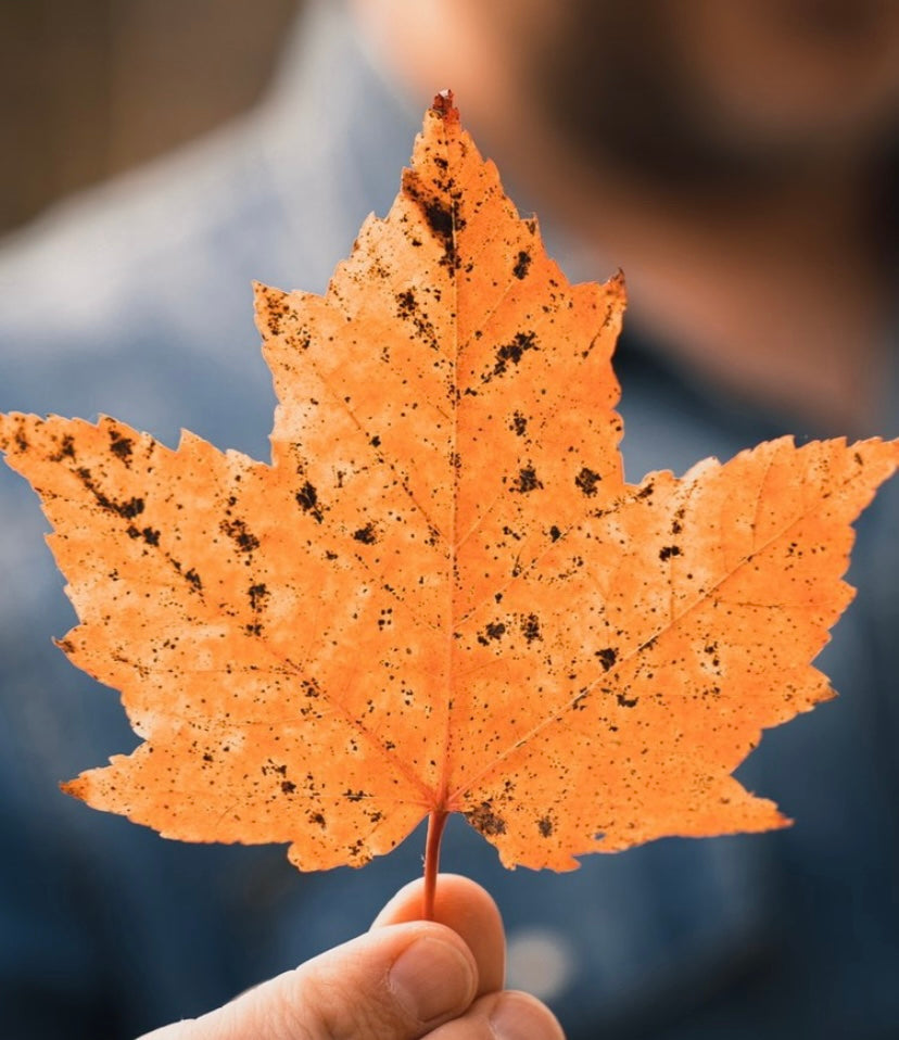 Embrace Natural Beauty and Wellness: A Canadian Thanksgiving Tradition