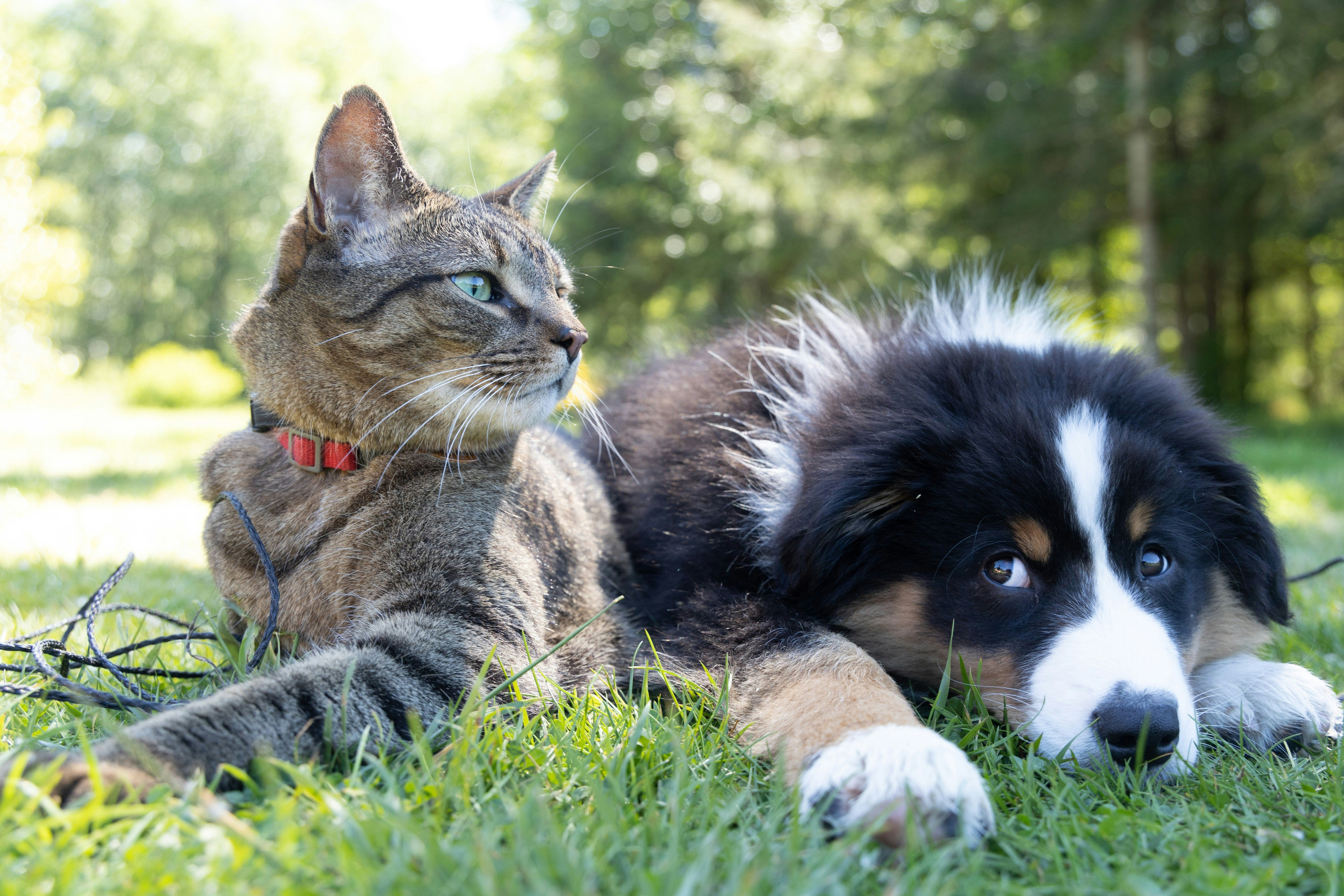 Cat and dog resting together in the green grass