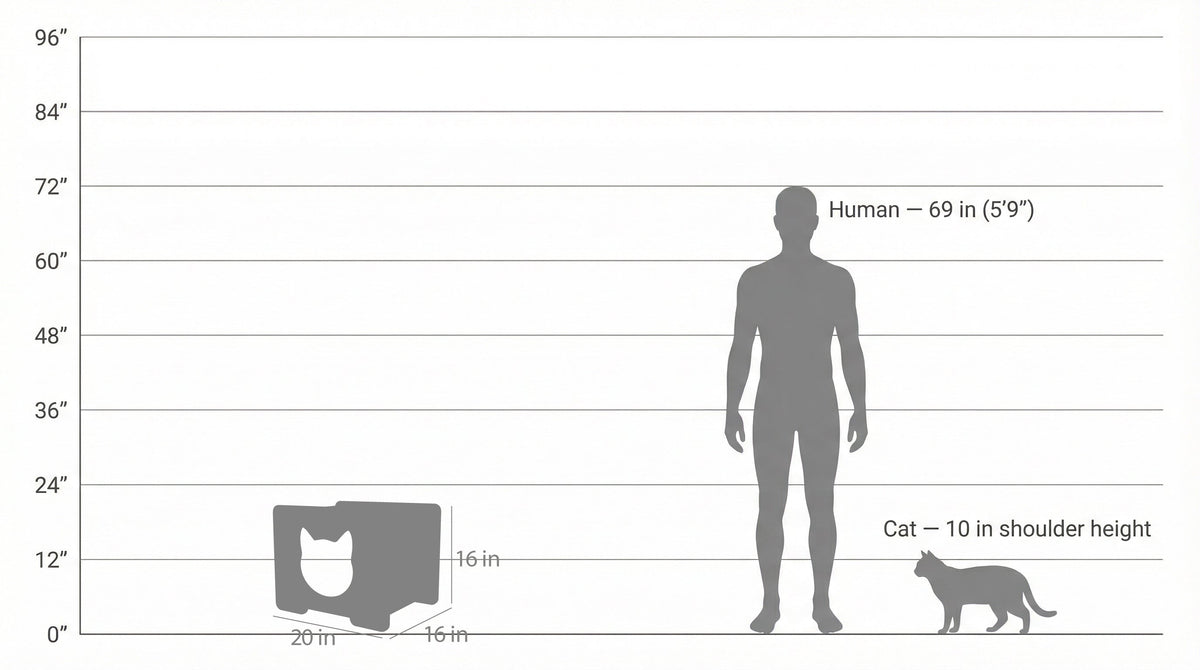 Diagram comparing the height of a human, a cat, and a box on a white background