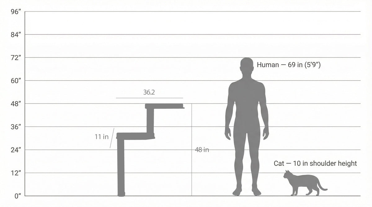 Diagram comparing the height of a human, a cat, and a step ladder.