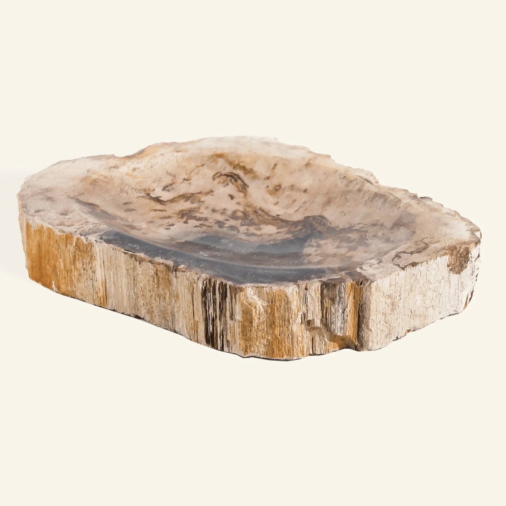 Petrified wood slice on a white background