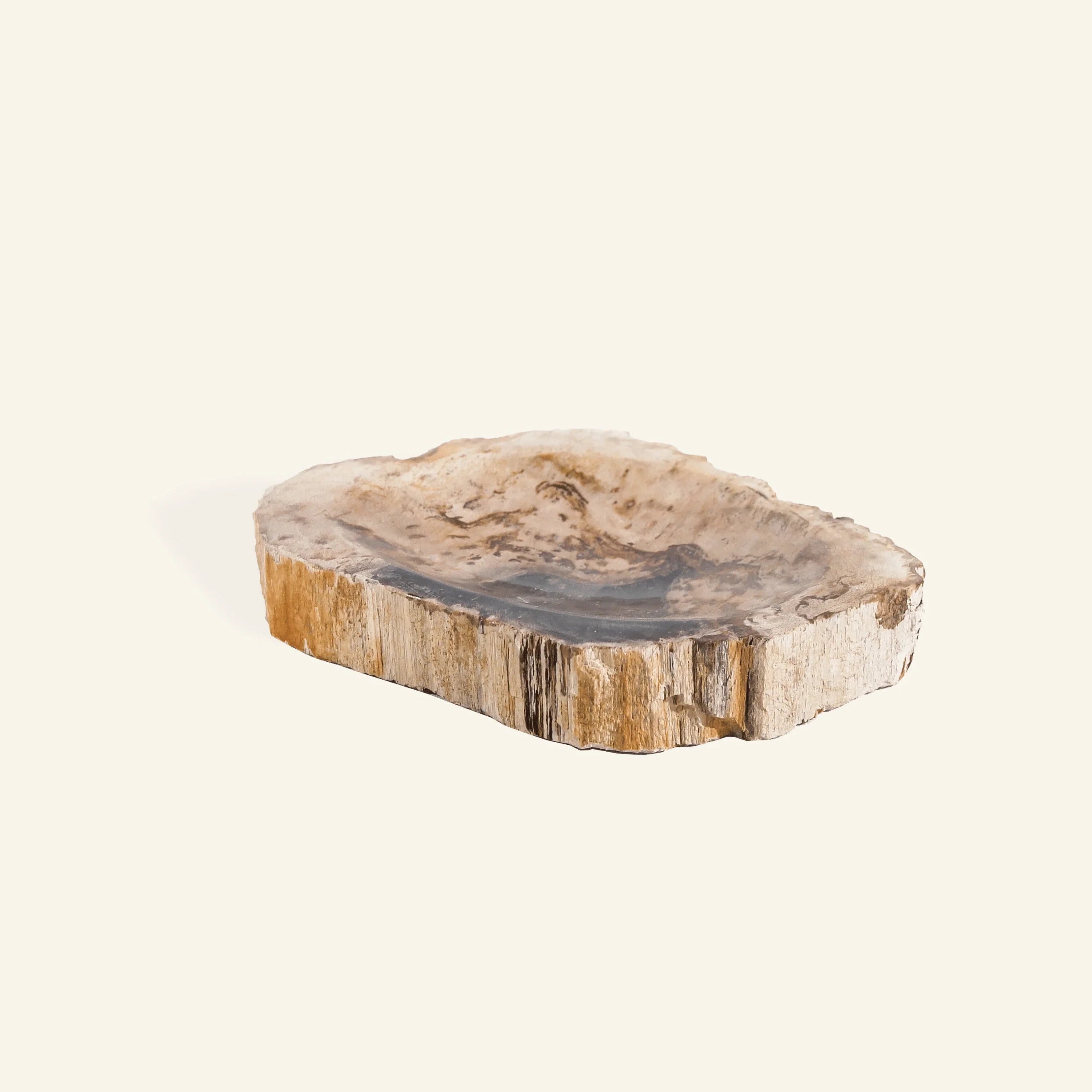  Petrified wood slice on a white background
