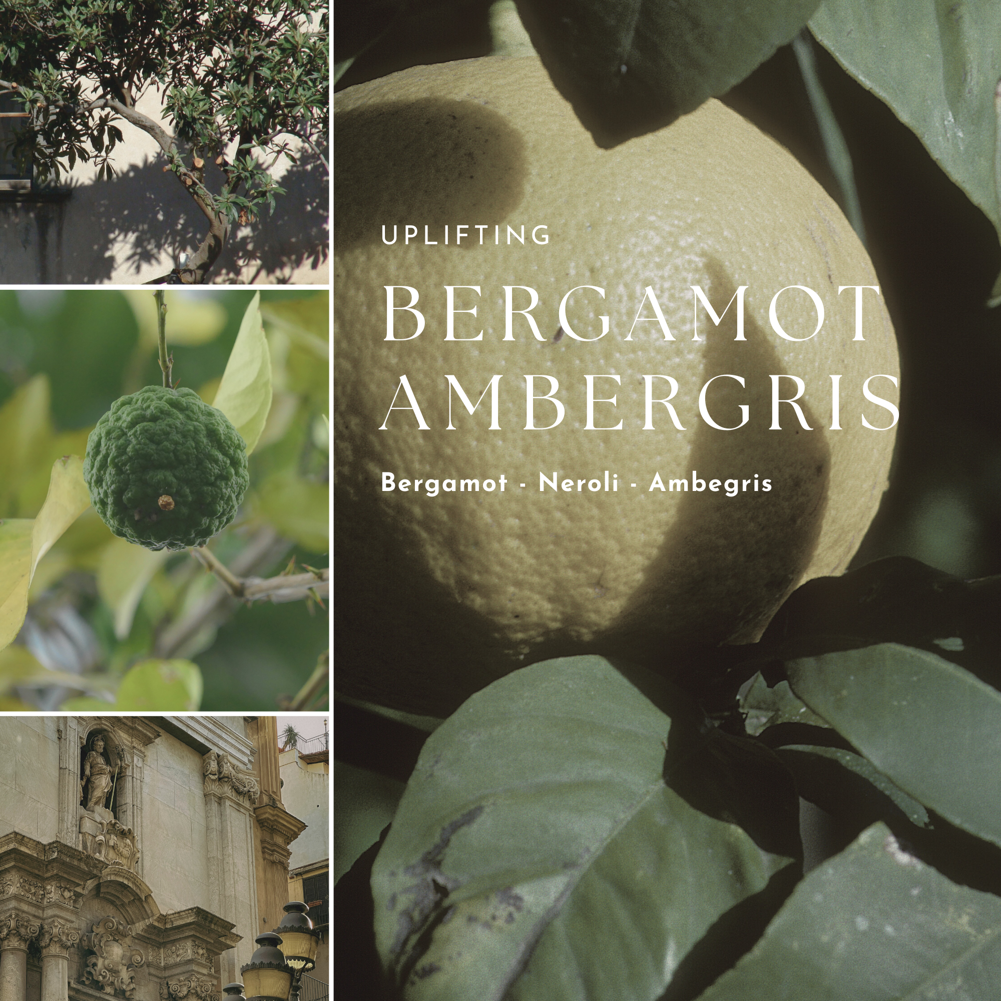 Collage of bergamot fruit and leaves with text 'Uplifting Bergamot Ambergris' on a dark background.