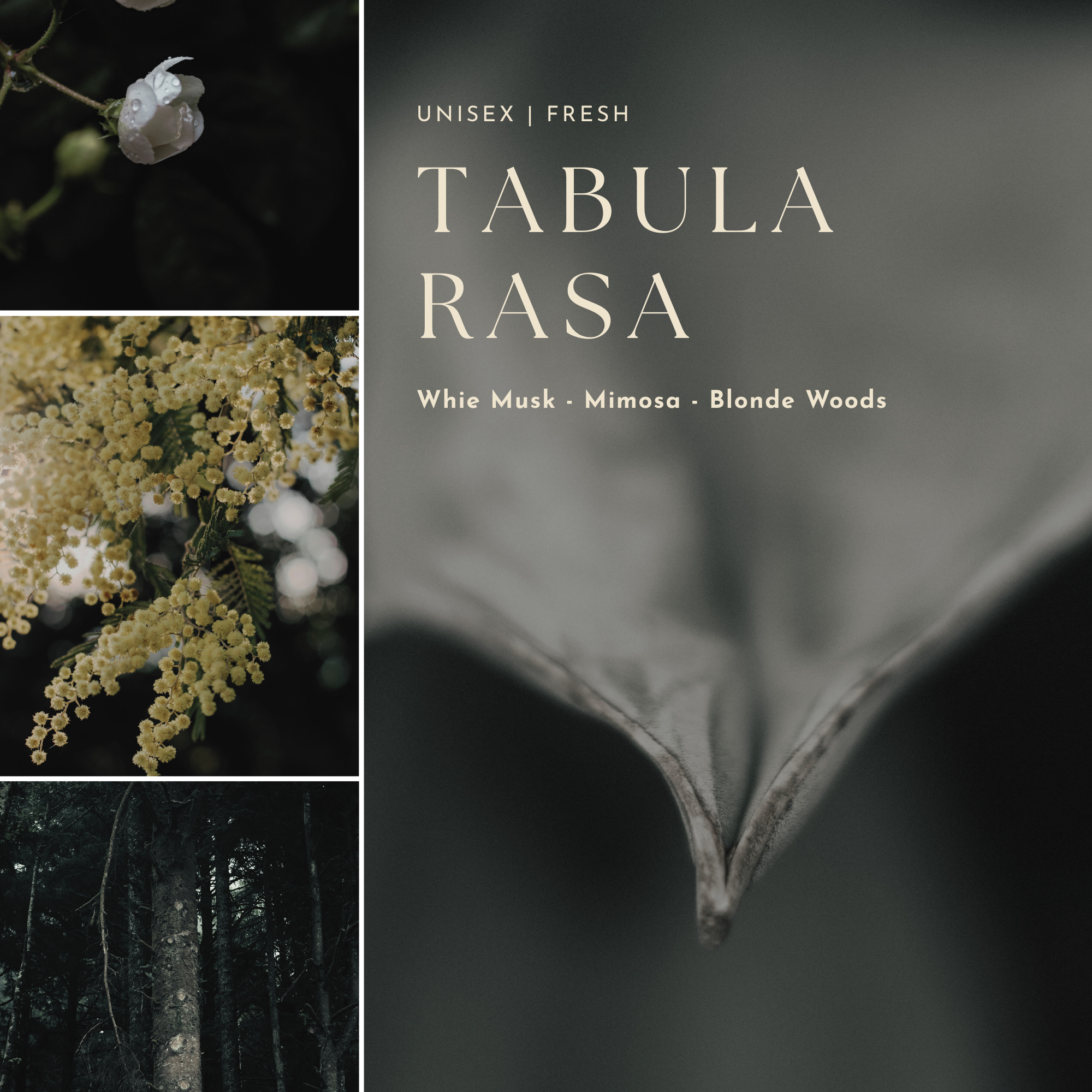 Tabula Rasa product packaging with floral elements and text on a dark background