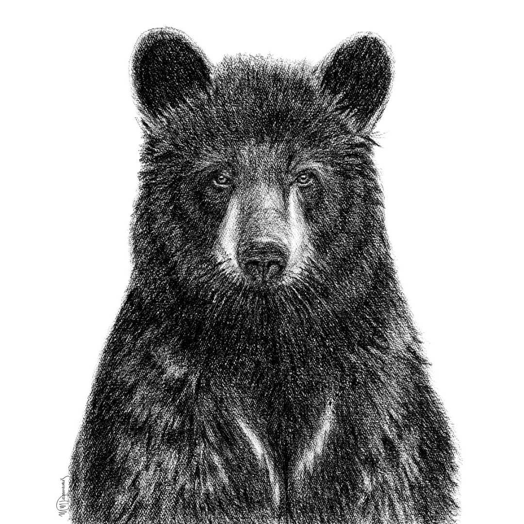 Detailed black and white illustration of a bear's face on a white background