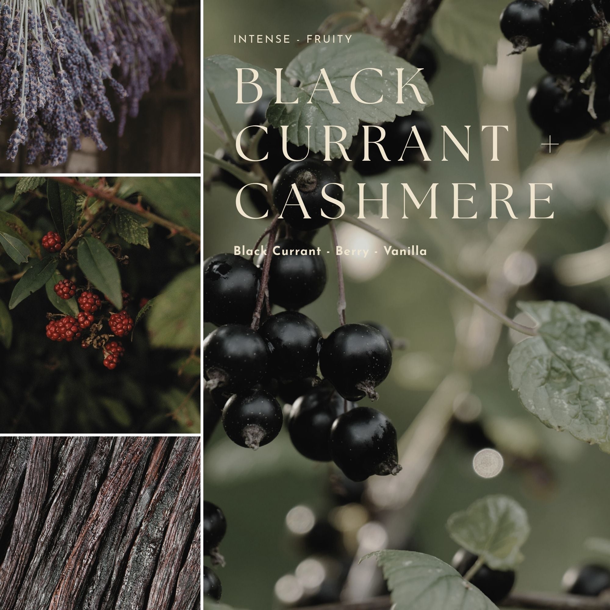 Collage of black currants with text 'Black Currant + Cashmere' and 'Intense Fruity' on a green background.