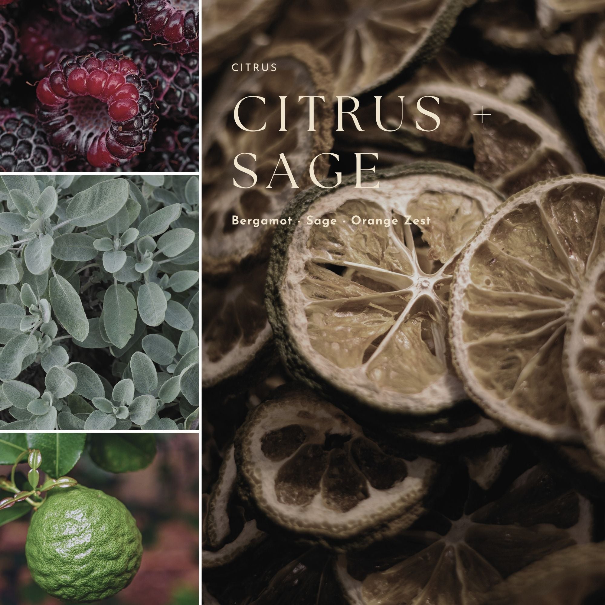 Collage of dried citrus slices, fresh sage leaves, and a green citrus fruit with 'Citrus + Sage' text.