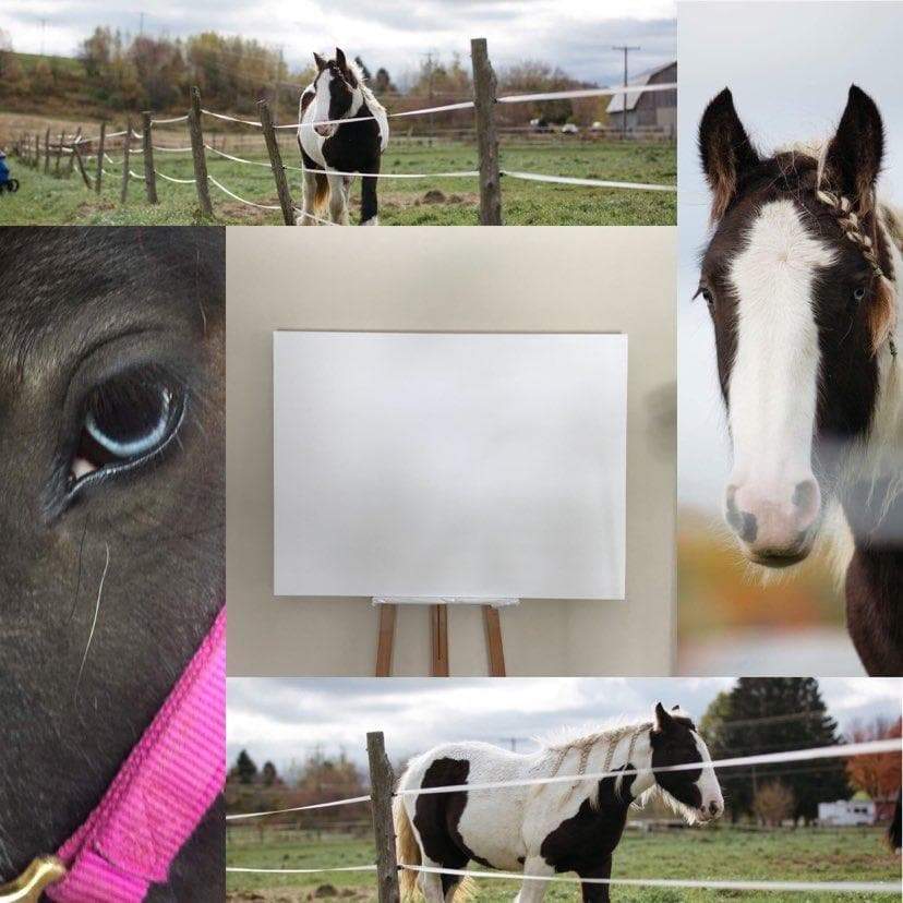 Collage of horses in various settings including a field, close-up of a horse's eye, and a horse with a pink bridle.