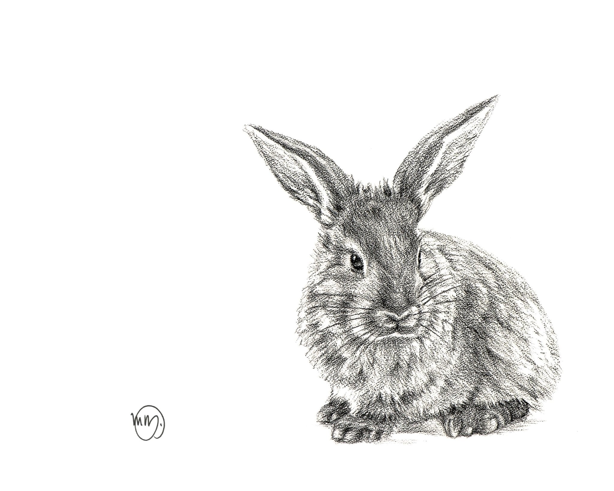 Detailed black and white pencil drawing of a rabbit on a white background