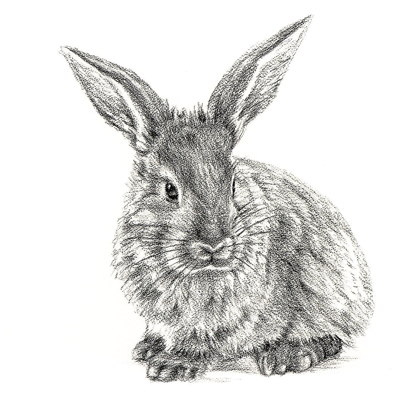 Detailed black and white drawing of a rabbit on a white background
