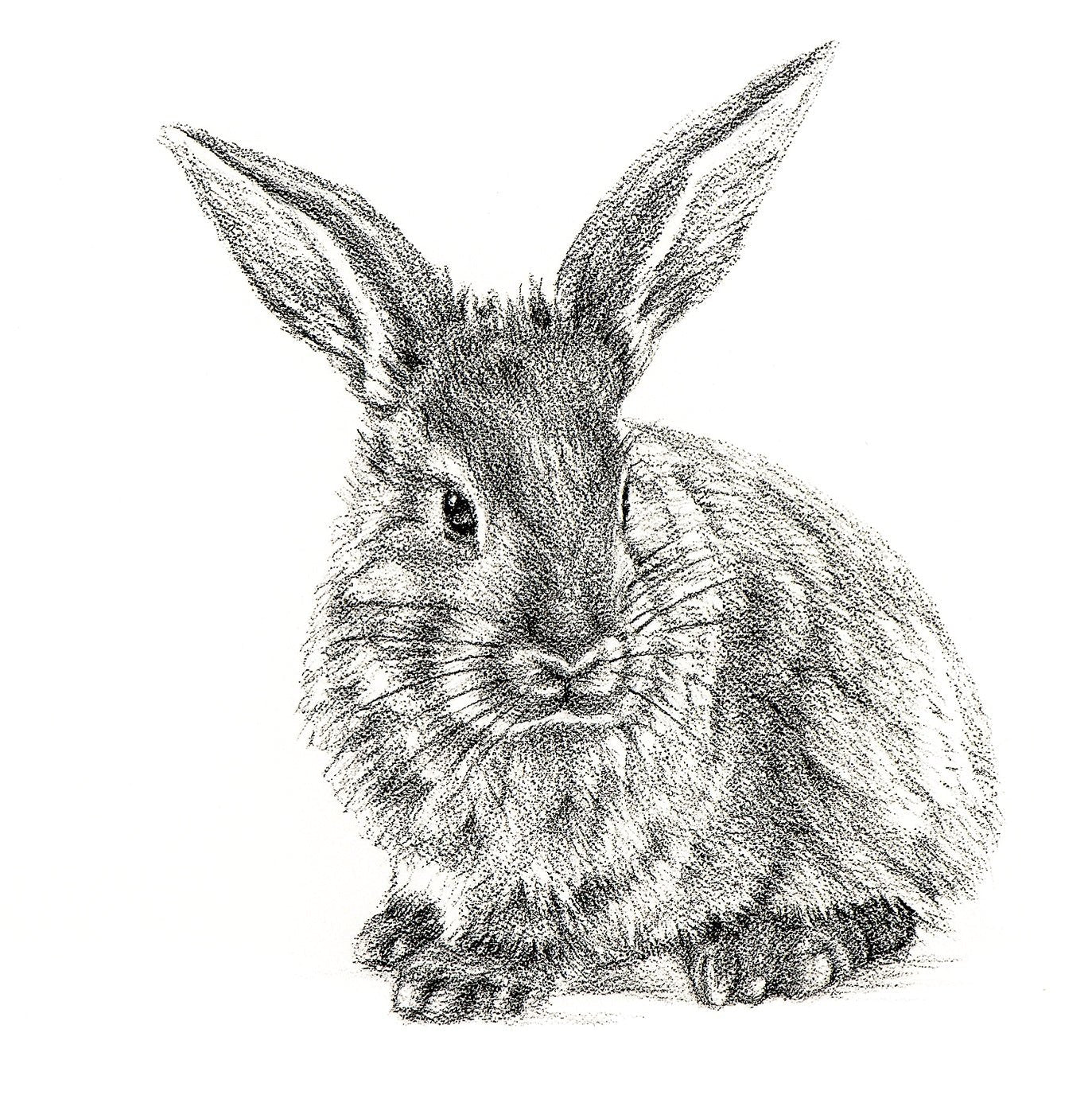 Detailed black and white drawing of a rabbit on a white background
