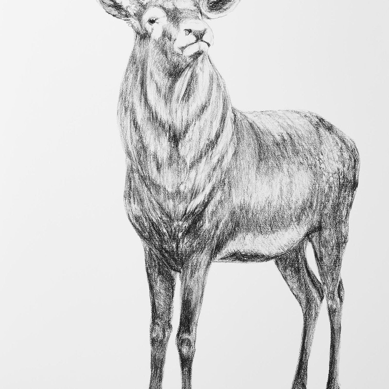 Detailed black and white drawing of a deer with large antlers on a white background