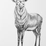 Detailed black and white drawing of a deer with large antlers on a white background