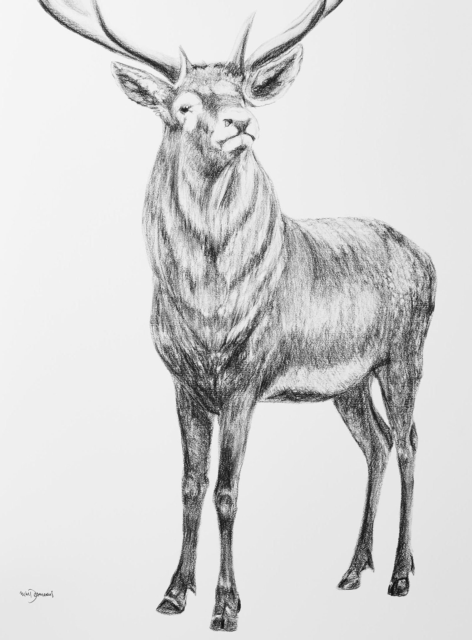 Detailed black and white drawing of a deer with large antlers on a white background
