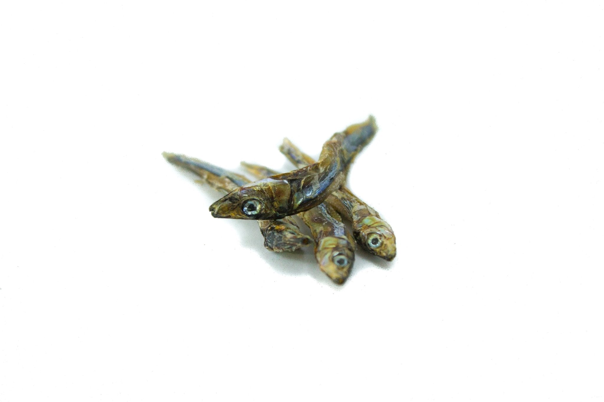 Small fish on a white background