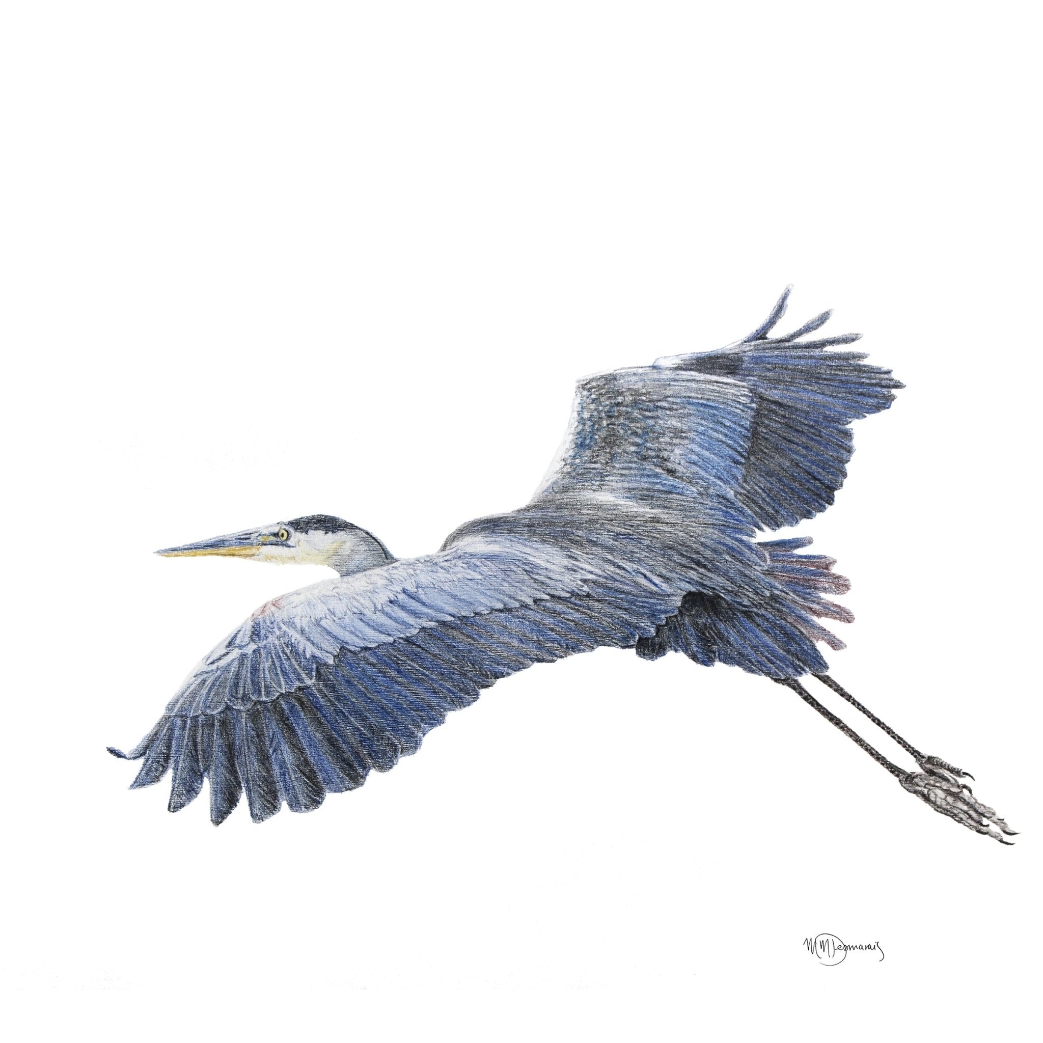 Illustration of a heron in flight on a white background