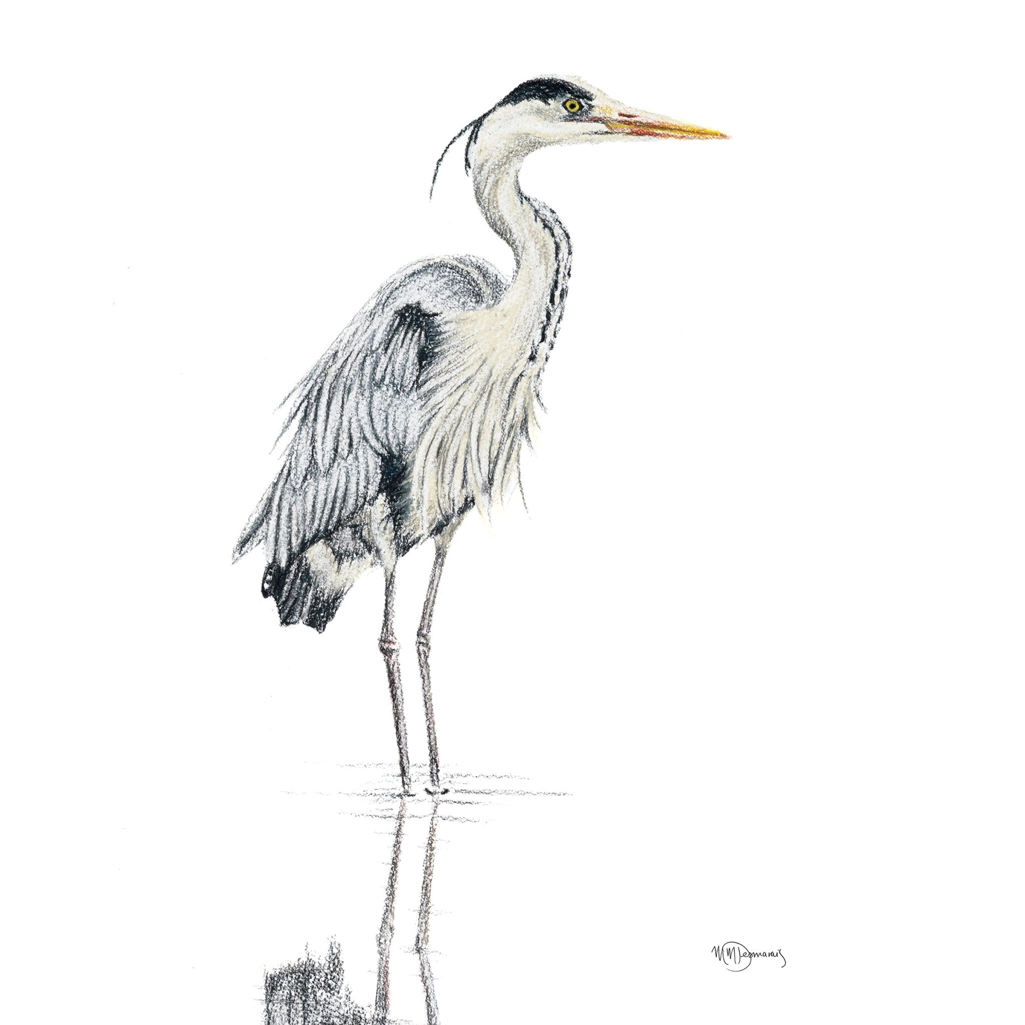 Illustration of a heron standing in water on a white background