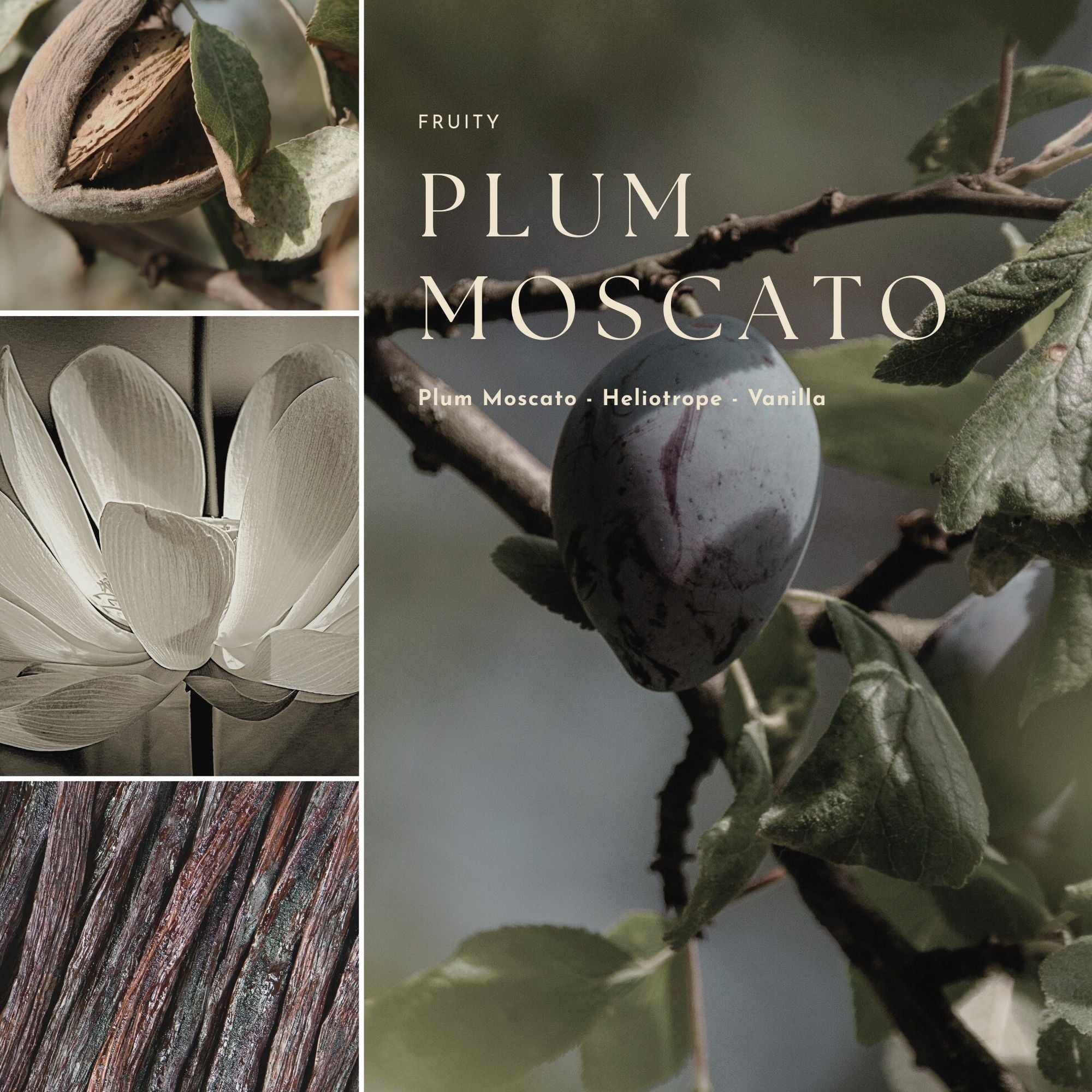 Collage of plum and floral elements with text 'Fruity Plum Moscato' on a dark background.