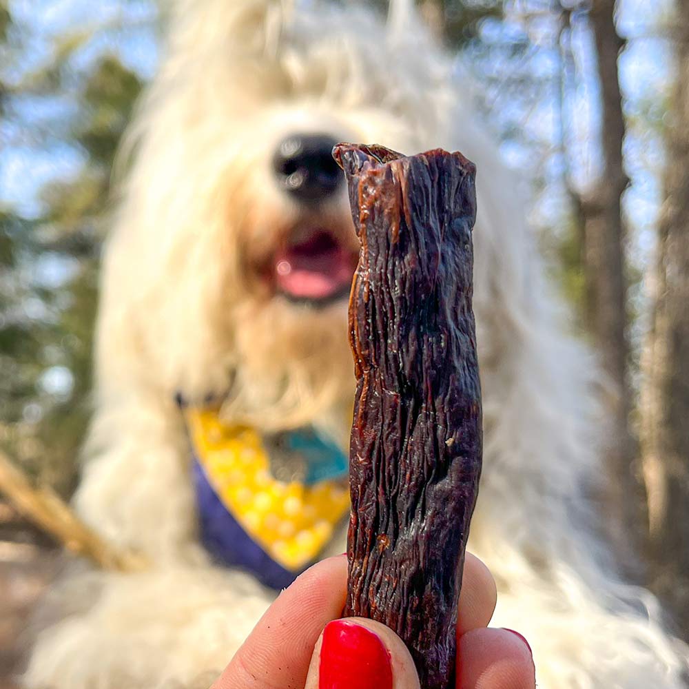 Dog looking at a treat held by a person outdoors