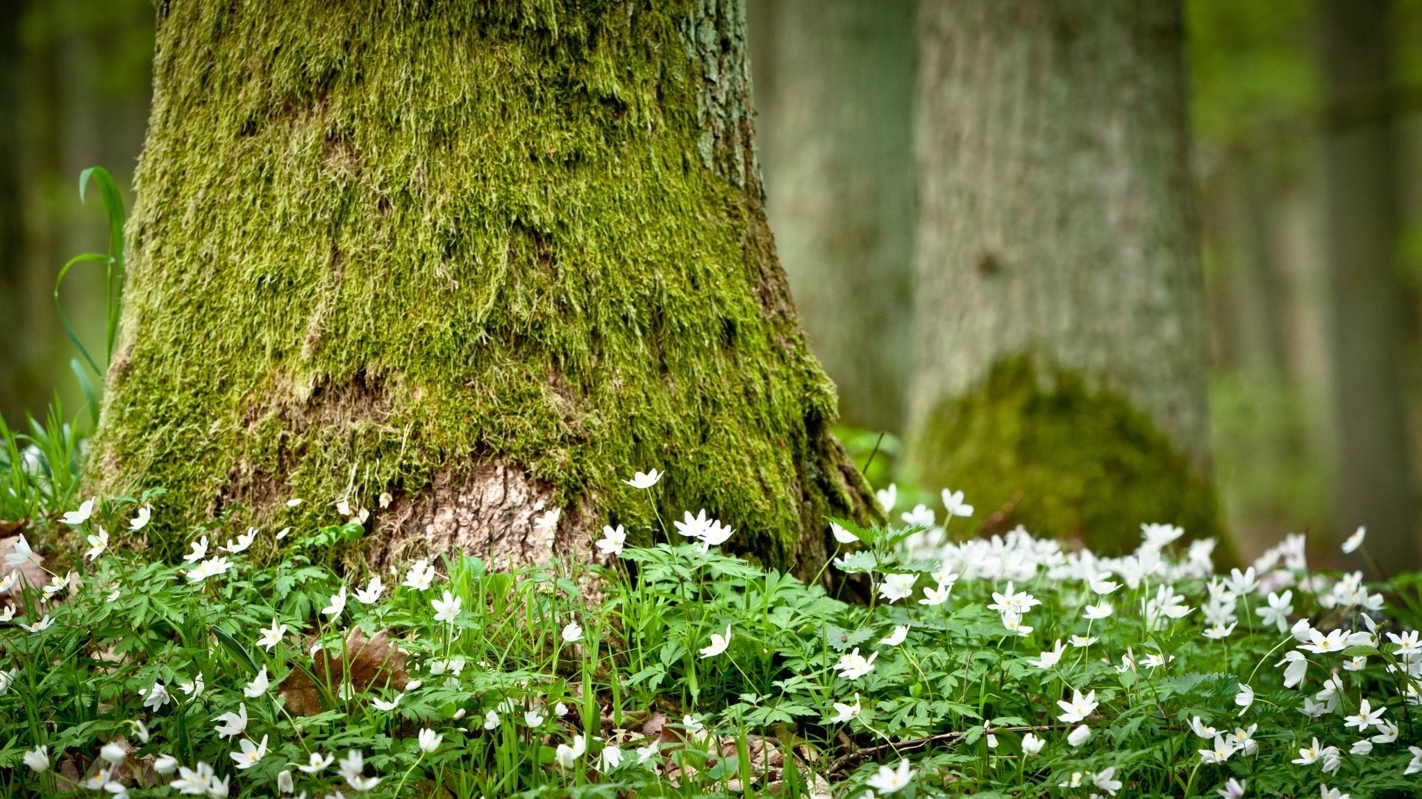 Moss-covered tree trunk with white flowers in a forest setting