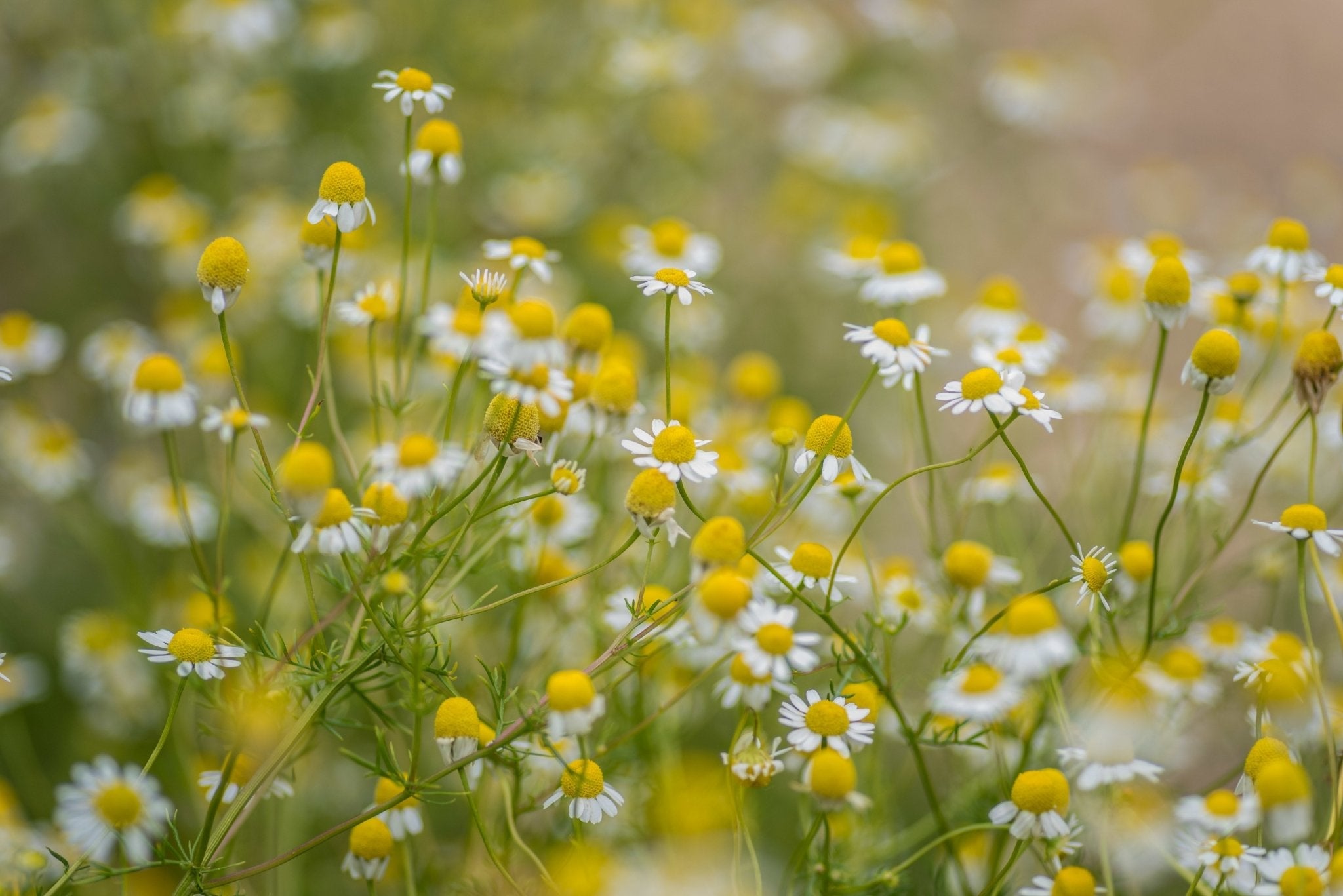 Field of yellow and white flowers with a blurred green background