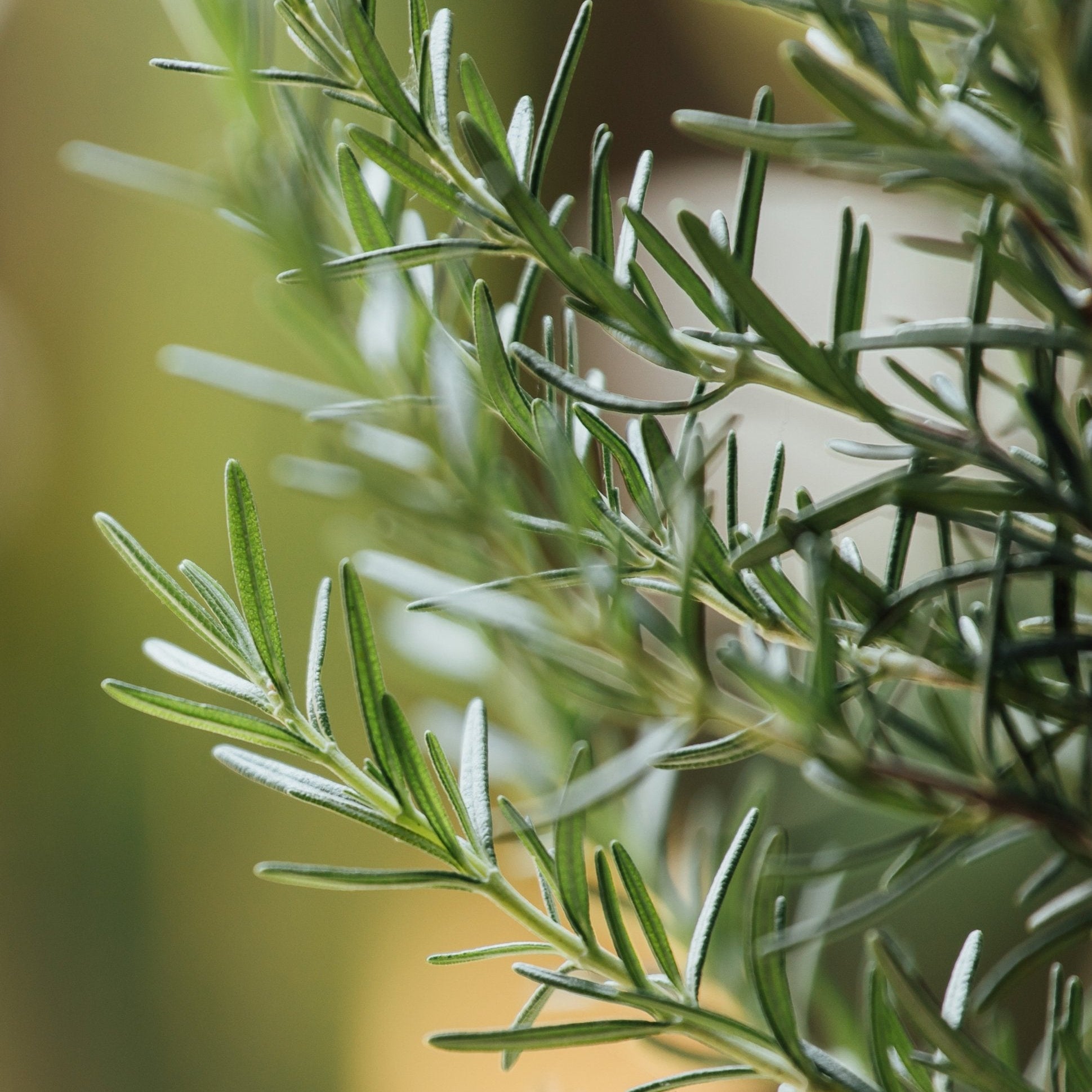 Close-up of green rosemary leaves with a blurred background