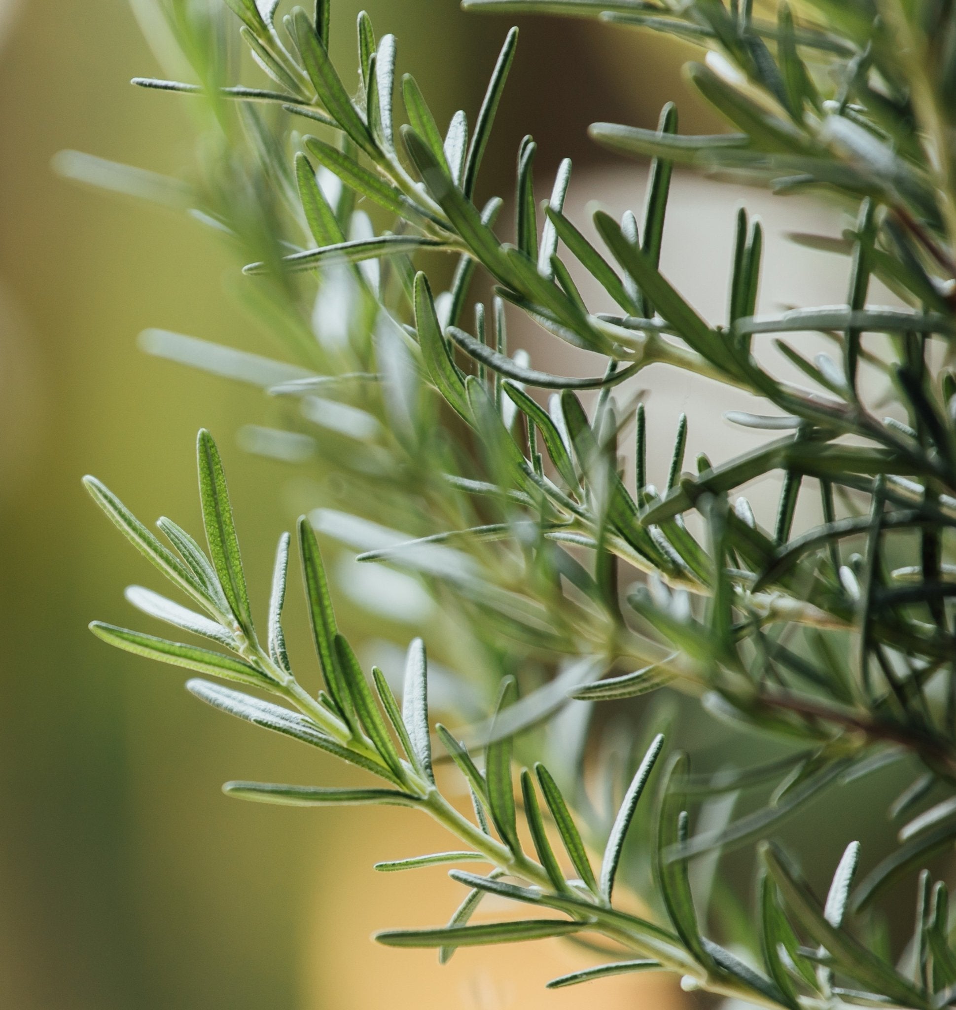 Close-up of green rosemary leaves with a blurred background