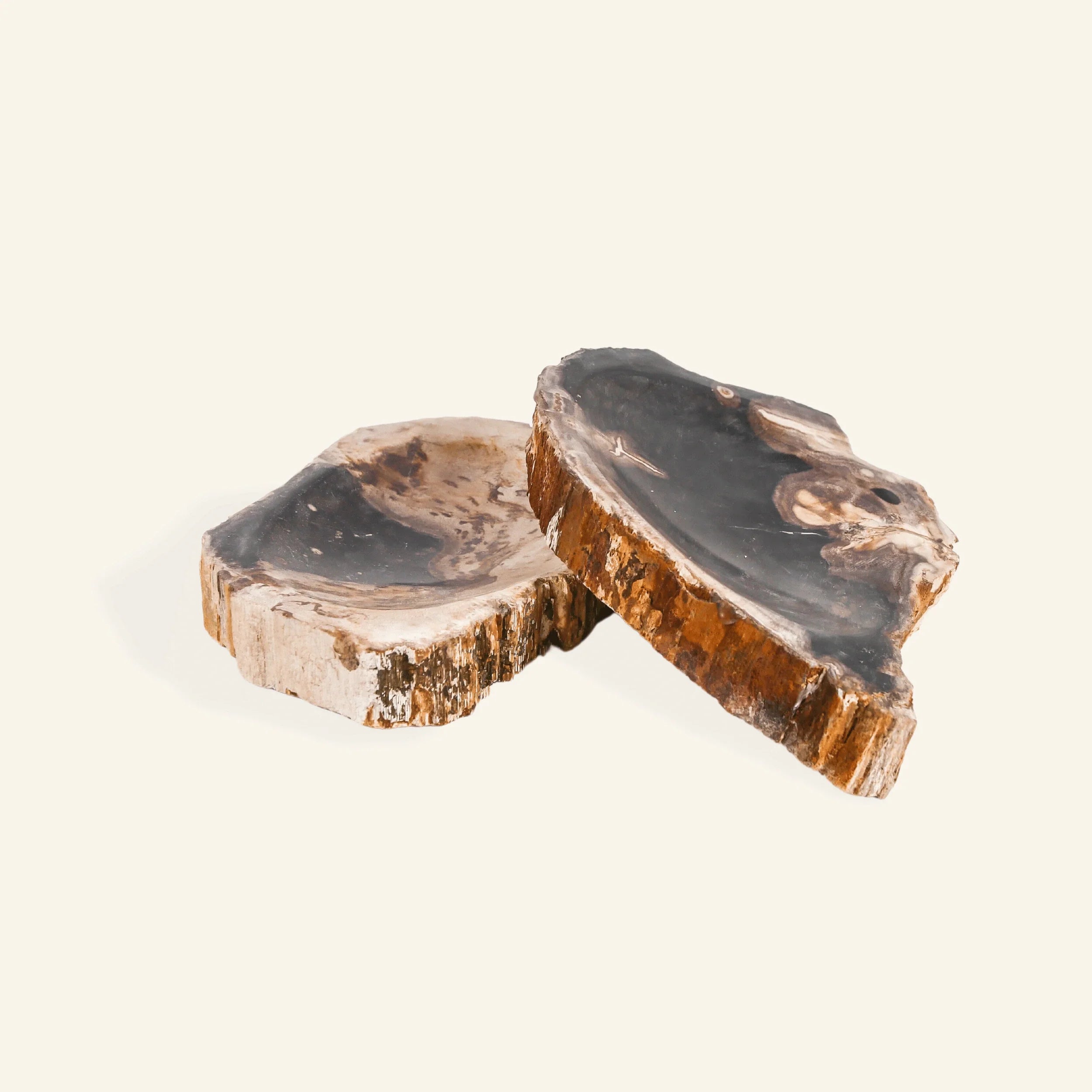 Two petrified wood slices on a beige background